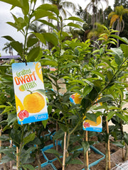 LEMON 'YUZU' Sydney's Plant Market